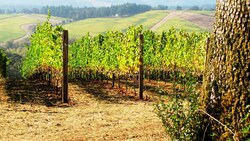 Agriculture and Public Health: One Grape Grower Speaks Out Instructional Video