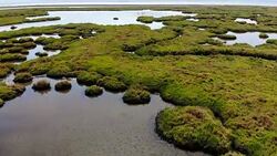 Flock of Flamingos Stock Footage