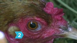 How to Buy Chickens Instructional Video