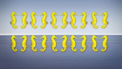 ‘Seahorse hotels’ planned for endangered White’s seahorses in Australia Instructional Video