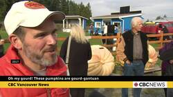 Oh my gourd! These pumpkins are gourd-geous News Clip
