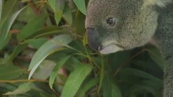 Koala passing camera. Stock Footage