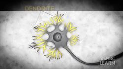 Thinking Brain - Mysteries of the Brain Instructional Video