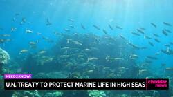 UN Members Adopt First-Ever Treaty to Protect Marine Life in the High Seas News Clip