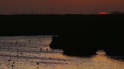 Sunset Behind a Silhouette of a Mountain Range and a Flock of Flamingos Dubai Stock Footage