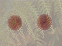 Exploring Plant Reproduction: Video Assessment Instructional Video