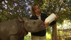 Ever Wonder What Bottle Feeding a Weeks-Old Baby Rhino is Like? Instructional Video