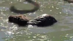 Beaver eating surrounded by pink flamingos in 4k Stock Footage