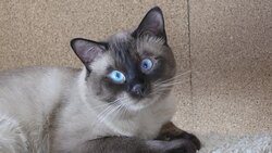 Young cat, kitten, Siam oriental group, Mekong bobtail Stock Footage