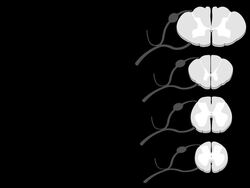Spinal cord White matter Instructional Video