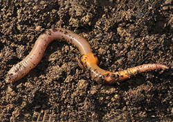 La vida bajo la Tierra Instructional Video