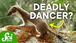 6 Incredible Animal Hunting Techniques Instructional Video