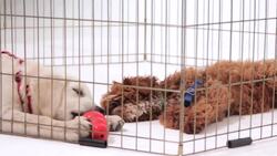 How to Handle Your Puppy's First Vet Visit Instructional Video