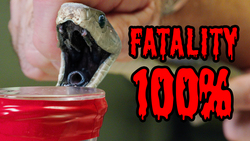 Black vs Green: Milking Deadly Mambas! (FINAL Snake Milking) Instructional Video