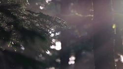 Scientists Create First-Ever 3-D Model of a Melting Snowflake Instructional Video