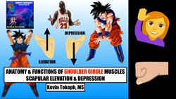 Anatomy & Physiology of Scapular Elevation & Depression Instructional Video