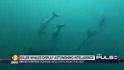 Scientists stunned by Orca acts of kindness as killer whales offer fish to humans News Clip