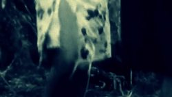 Spider Symbolism in Ancient and Modern Societies Instructional Video