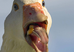 Sound is energy Instructional Video