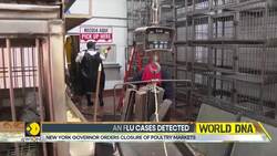 Bird flu scare in New York: New bird flu strain detected in US dairy cows News Clip