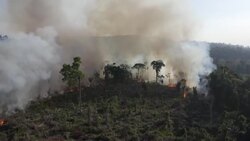 VOICED : Incendios forestales aumentaron en Brasil durante 2020 News Clip