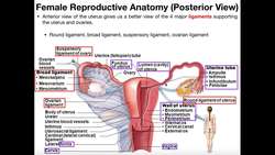 Female Reproductive Anatomy [Part 2] Instructional Video