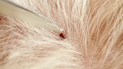 Tick (Ixodes Ricinus). Tick on animal skin. Stock Footage