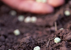 Early Man and Agriculture Instructional Video