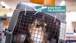 Travel with your pet or hire a sitter? Both add to your travel budget News Clip