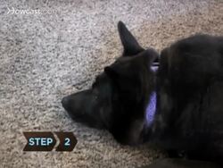 How to Travel with Your Dog Instructional Video