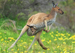 Marsupials Instructional Video