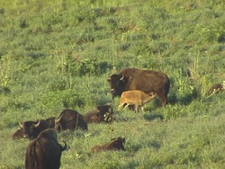 Ragos y herencia: ¿qué es la herencia? Instructional Video
