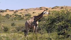 Majestic Giraffes in Kalahari, South Africa Stock Footage