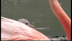 Feathered Friends Instructional Video