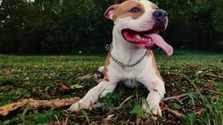 Happy dog lying on the grass and breathing Stock Footage