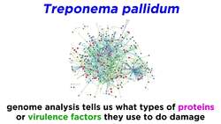 Syphilis Treponema pallidum Instructional Video