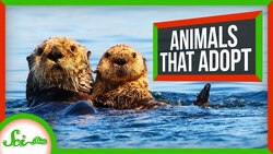 Why Animals Take Care of Other Animals' Young Instructional Video
