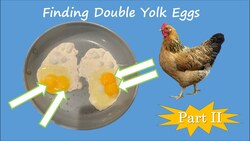 Double Yolk Eggs - Part 2 Instructional Video