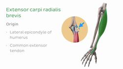 Trapezius muscle Instructional Video