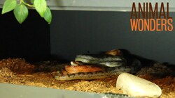 How to Hold a Snake Instructional Video