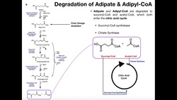 Metabolism of Adipate & Adipyl-CoA Instructional Video
