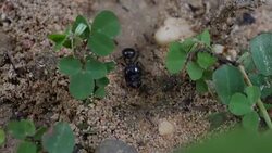 Black House Ant teamwork walking work in the nature Stock Footage