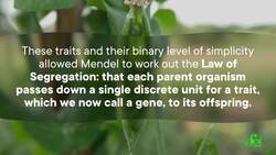 Mendel Got Extremely Lucky (...or Maybe He Lied) Instructional Video