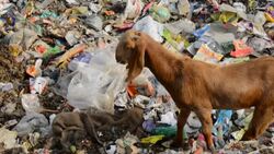 VOICED : Cerca del 70% de la fauna salvaje desapareció desde 1970, según el WWF News Clip