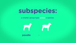 How These Amazing Pronghorns Escape Predators Instructional Video