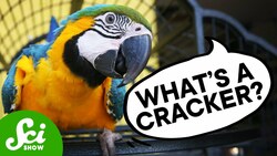 What Do Parrots Think They’re Saying? Instructional Video