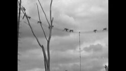 Milwaukee Zoo releases boxes of monkeys on Monkey Island News Clip