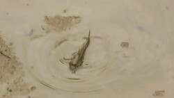 Mangroves under threat by major development plans News Clip