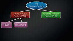 063 The Divisions of the Nervous System Instructional Video