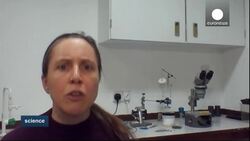 The praying mantis with 3D glasses News Clip